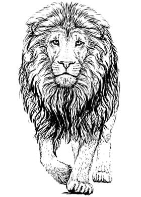 lion