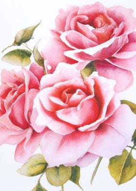 Watercolour Pink Roses