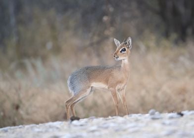 Dik dik in Namibia