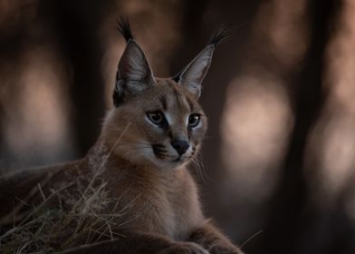 Caracal portrait