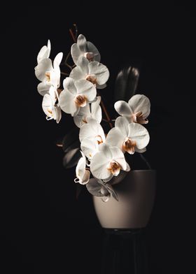 White Orchid in the dark