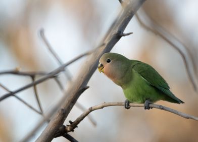 Love bird in Namibia