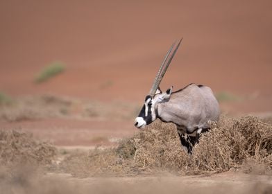 Oryx in the Namib desert