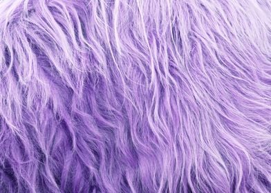 Purple Faux Highland Fur 1