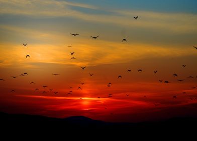 Birds and sunsets