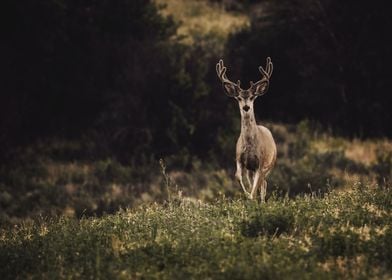 Flight of the deer