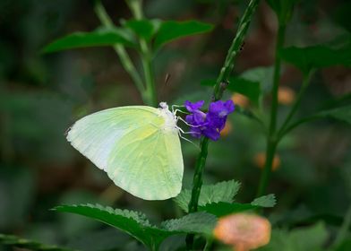 Pink Butterfly