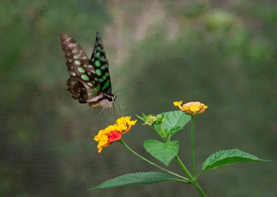 Green Spotted Butterfly