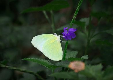 Pink Butterfly