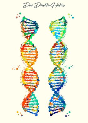 Dna Double Helix