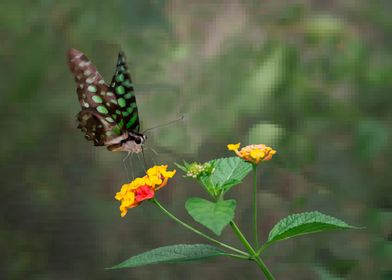 Green Spotted Butterfly