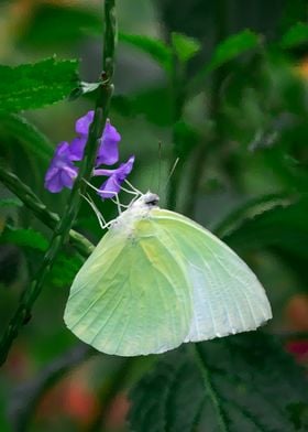 Pink Butterfly