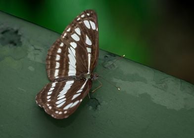 Spotted Butterfly