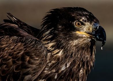 Juvenile Bald Eagle 