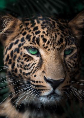 Green eyes leopard