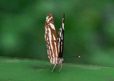 Spotted Butterfly