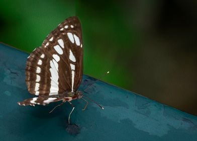 Spotted Butterfly