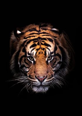 Portrait of a Tiger