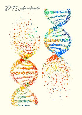 DNA molecule