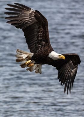 Bald Eagle Victor