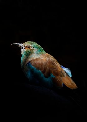 Portrait of a Roller