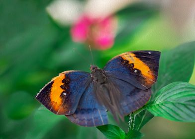 Wooden Leaf Butterfly