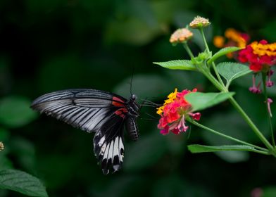 Phoenix Butterfly