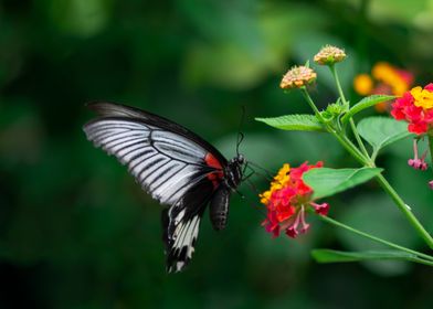 Phoenix Butterfly