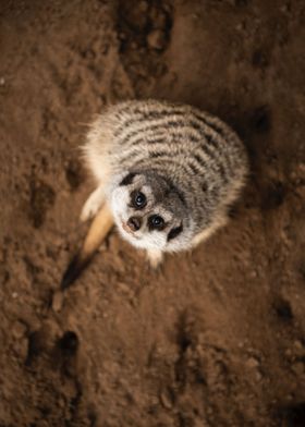 Meerkat