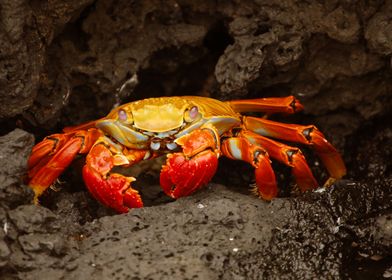 Crab silent on the beach s