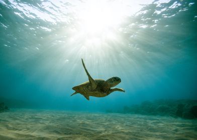 Turtles swim on the seabed