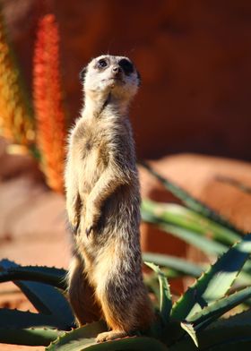 Meerkat 