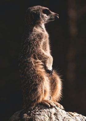 Meerkat suricate