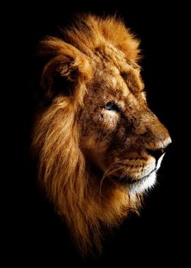 Portrait of a Lion