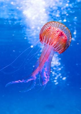 Jellyfish with beautiful c