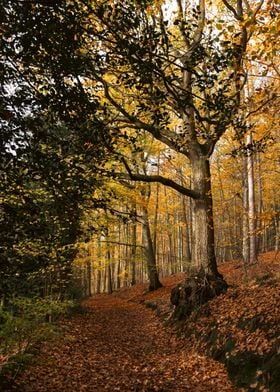 Golden Autumn Forest