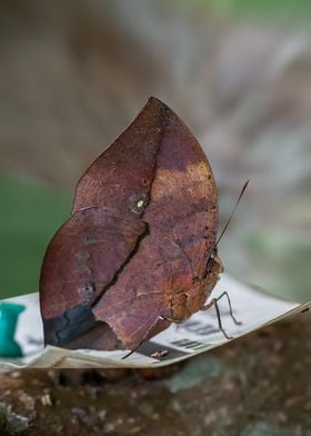 Dead Leaf Butterfly