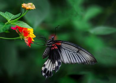 Phoenix Butterfly