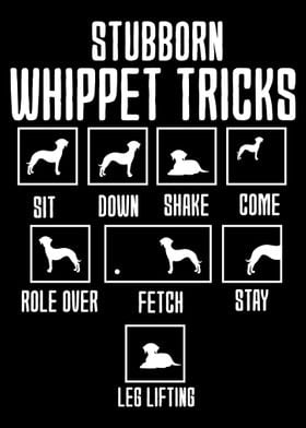 Stubborn Whippet Tricks