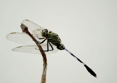 Dragon Fly 