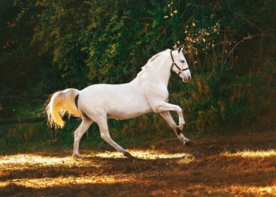 White horse running