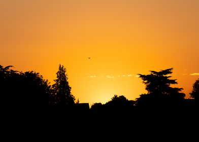 PNW Tree Sunset Silhouette