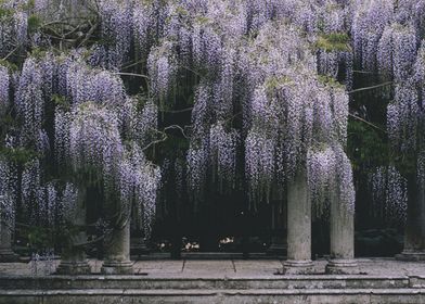 Wisteria Tree