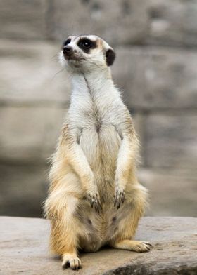 Meerkat suricate