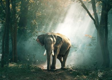 Big elephant in the forest