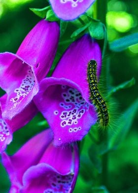 Caterpillars on flowers