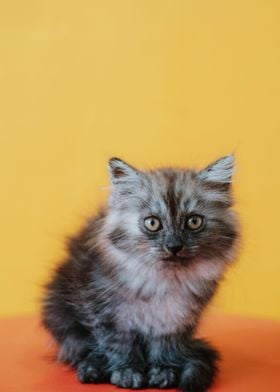 Kitten