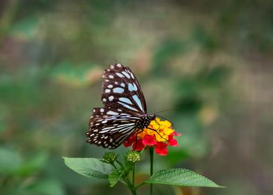 Spotted Butterfly