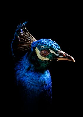 Portrait of a Peacock