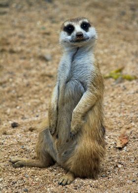 suricate